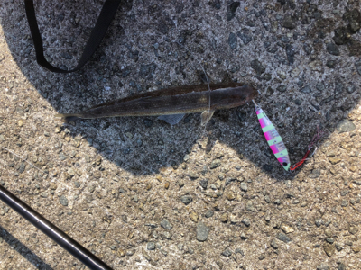 バラシた獲物はでかかった？