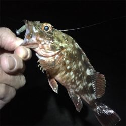 大阪湾奥アジング