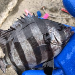 ノマセは不発でしたが、サビキ 釣りで五目達成