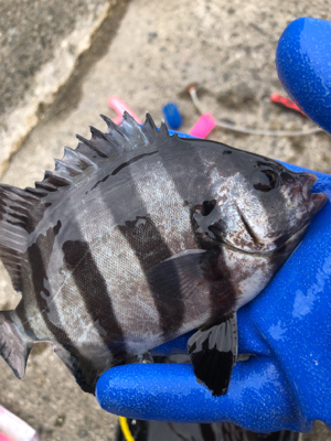 ノマセは不発でしたが、サビキ 釣りで五目達…