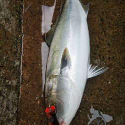 大阪湾好調です