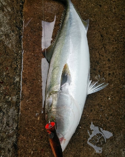 大阪湾好調です
