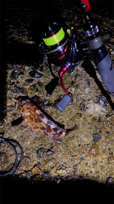 アジングまでは良かったのですが、青物撃沈、、、