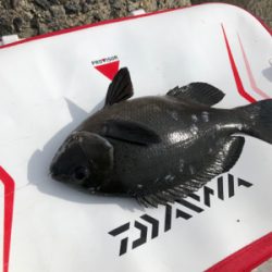 波止グレ釣り