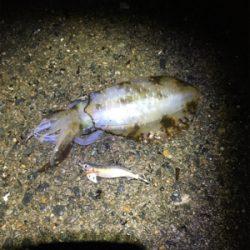 太刀魚がたべたくて
