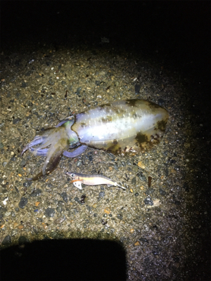 太刀魚がたべたくて