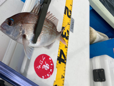 オフショア　サビキ