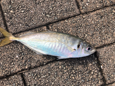 人ヤバい‼︎密‼…