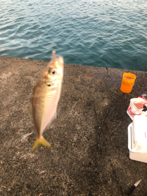 色々釣れました。