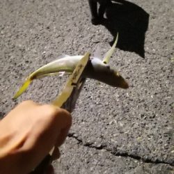 アジング練習 200