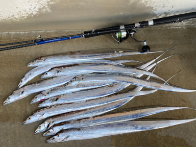 朝1時間で爆釣の11匹！！怒涛のタチウオ釣…