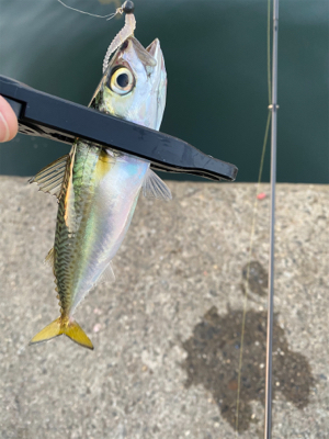 まずめアジング