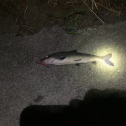 荒川　上流域　シーバス