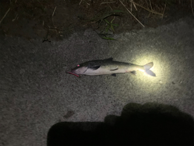 荒川　上流域　シーバス