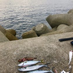 和田防本堤　渋いながらも