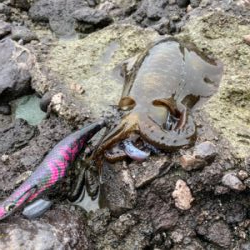 ピンクリボン軍