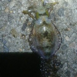 障泥烏賊4杯！数釣り記録も更新！