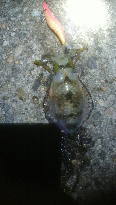 障泥烏賊4杯！数釣り記録も更新！