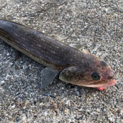 エギングしたい