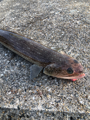 エギングしたい