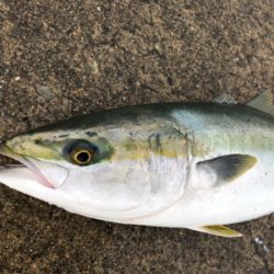 メジロの回遊あり