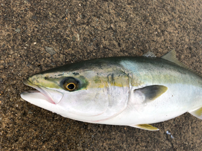 メジロの回遊あり