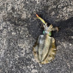 渋くて寒いです。また個体が小さい？