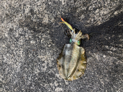 渋くて寒いです。また個体が小さい？