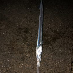 本命はゲットならず