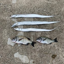 まずまず秋チヌ