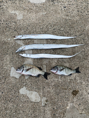 まずまず秋チヌ