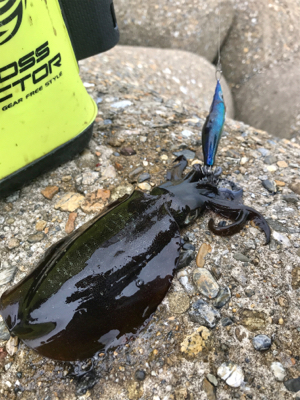 出勤前、約1時間半のエギング(^.^)