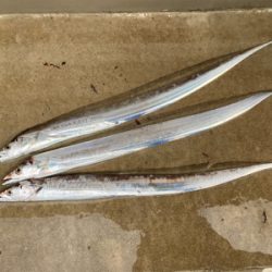 朝マズメのタチウオ釣果!!表層に集中するバイト