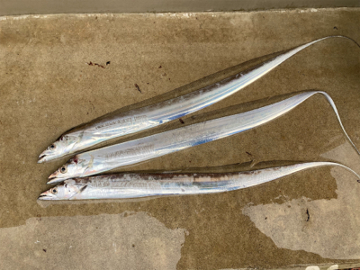 朝マズメのタチウオ釣果!!表層に集中するバイト