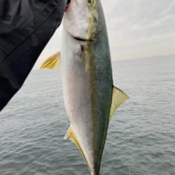 巻巻メジロゲーム