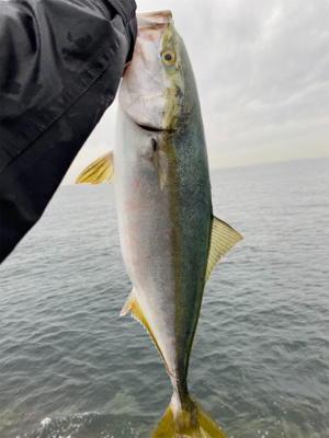 巻巻メジロゲーム