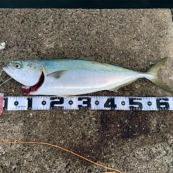 神戸沖堤釣行②