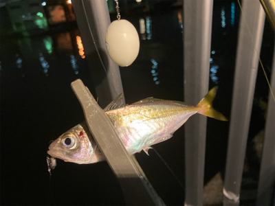 Fシステムアジング