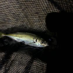 満足のいく釣果