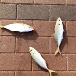 加太よりこっちの方が釣果大きい