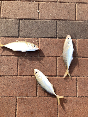 加太よりこっちの方が釣果大きい