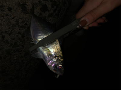 ちょっとだけ。