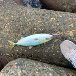 青物回ってます