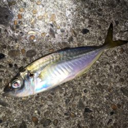 明石でアジング