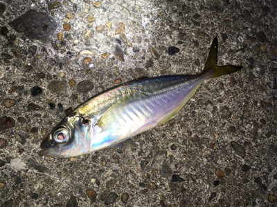 明石でアジング