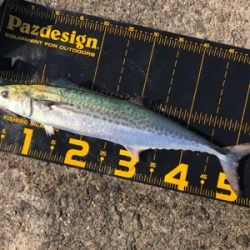 連日の釣果情報では…