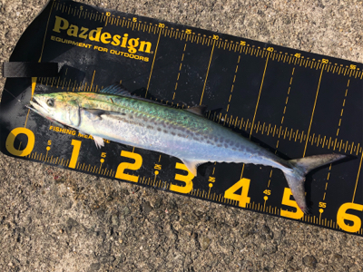 連日の釣果情報では…