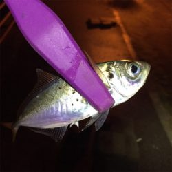 大阪湾奥アジング