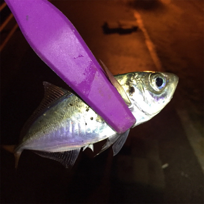 大阪湾奥アジング