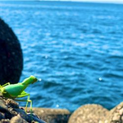 カマキリと一緒に